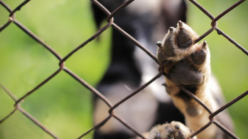Hunde in Not und aus dem Tierheim Hunde in Not und aus dem Tierheim