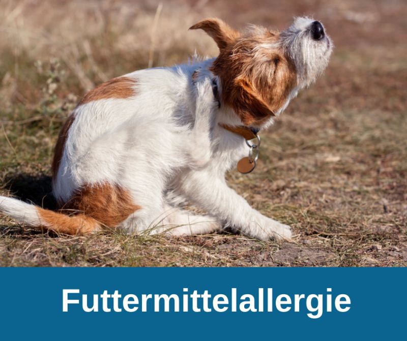 Futtermittelallergie Hund