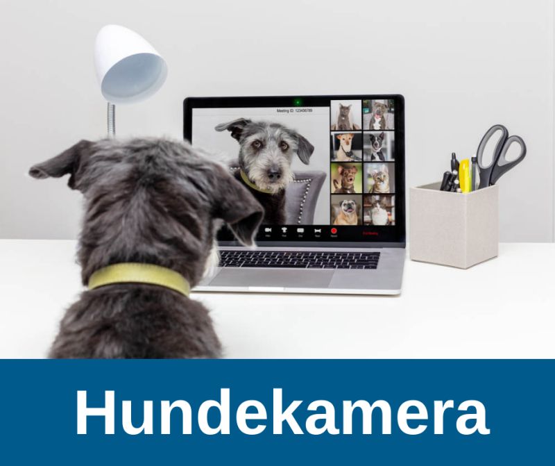 Hundekamera - Haustierkamera