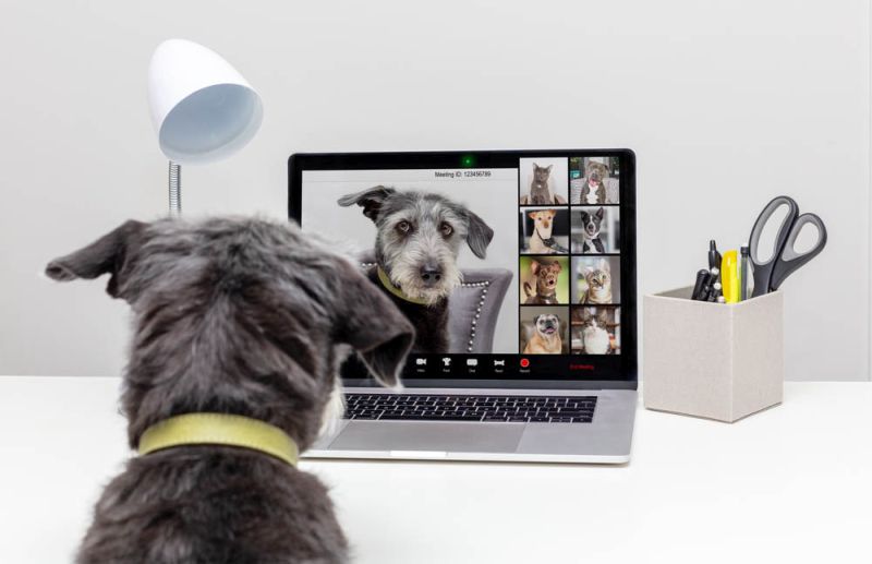 Hundekamera - so behältst du deinen Hund im Blick
