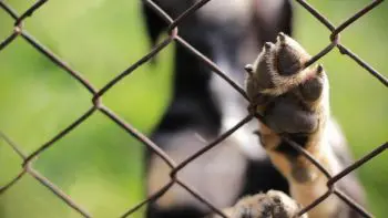 Hunde in Not und aus dem Tierheim Vorschaubild