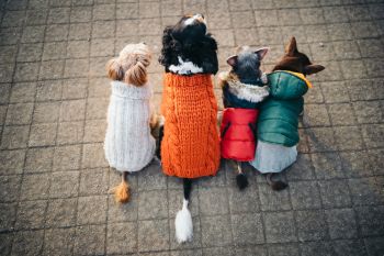 Hundebekleidung Vorschaubild