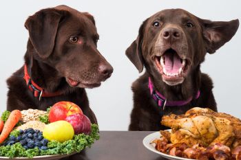 Hundeernährung Vorschaubild