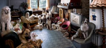 Hundepension Vorschaubild