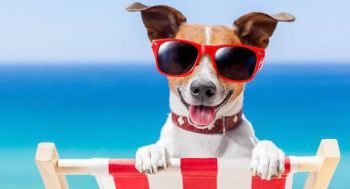 Hundeurlaub Vorschaubild