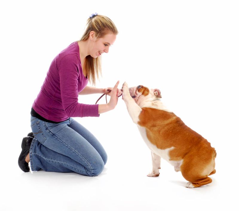 Wie du deinen Hund richtig belohnst