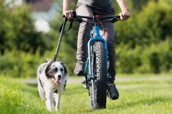 Fahrradfahren mit Hund Vorschaubild