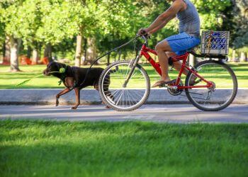Fahrradhalterung Hund Vorschaubild