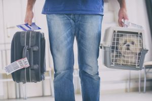Hundebox Vorschaubild