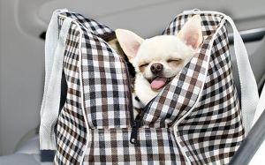 Hundetasche Vorschaubild