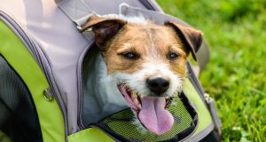 Hundetransporttasche Vorschaubild