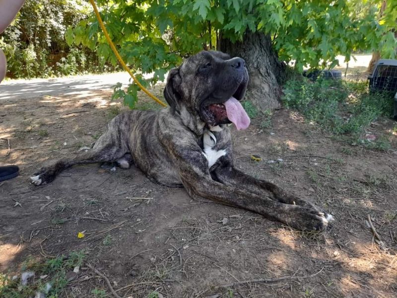 Cane Corso Canci im Tierheim