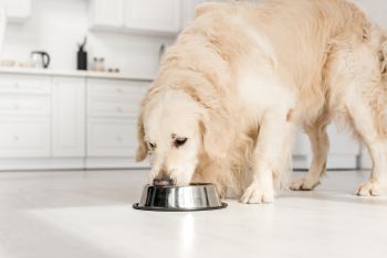Nierendiät beim Hund