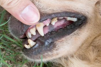 Zahnstein beim Hund