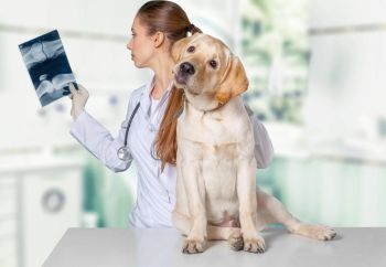 arthrose hund und tierarzt