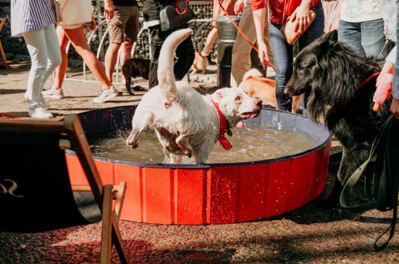Hund tobt im Hundepool