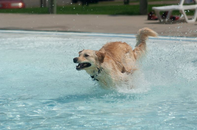Hunde lieben Wasser