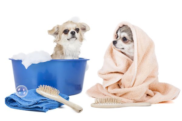 Hundeshampoo Testsieger