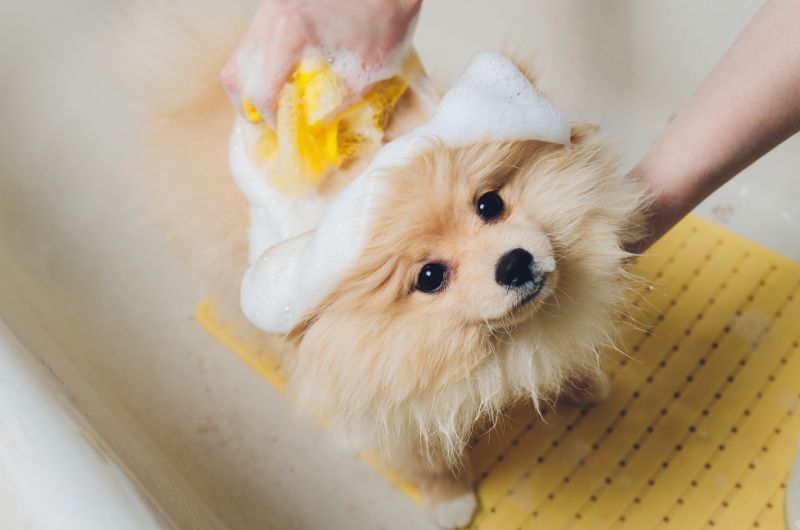Kleiner Hund wird gebadet