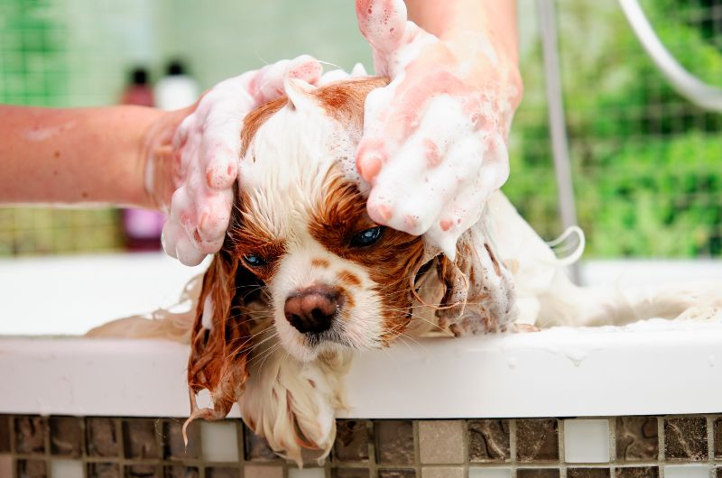 Welpen Shampoo