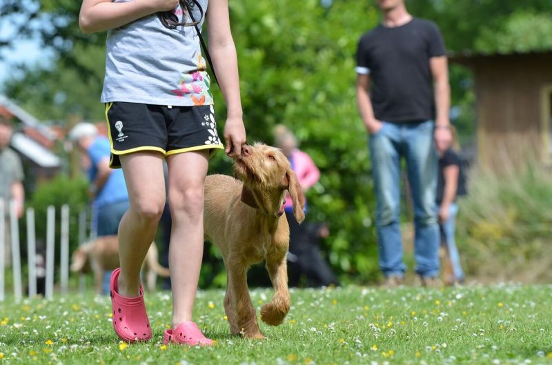 Hund wird richtig erzogen