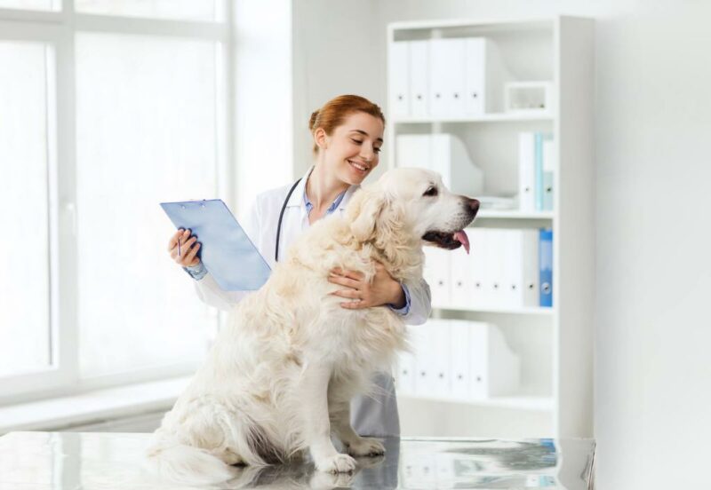 Body Condition Score beim Hund