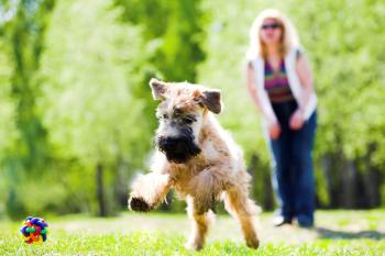 Hund koerperlich auslasten