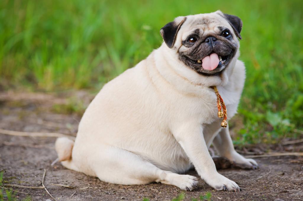 Hund mit Übergewicht