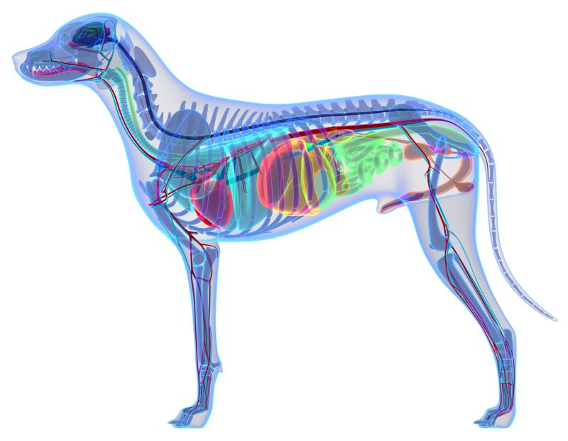 Innere Organe des Hundes Innere Organe des Hundes