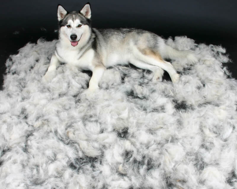 Husky haart