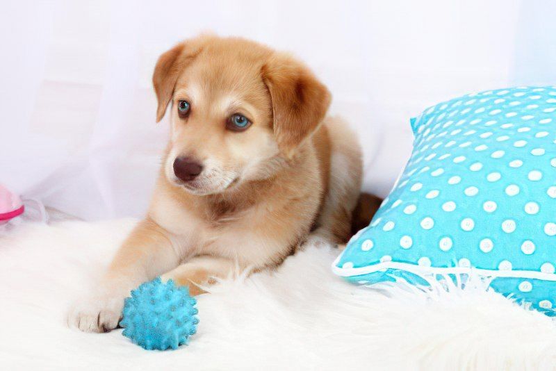 Hundewelpe im Bett